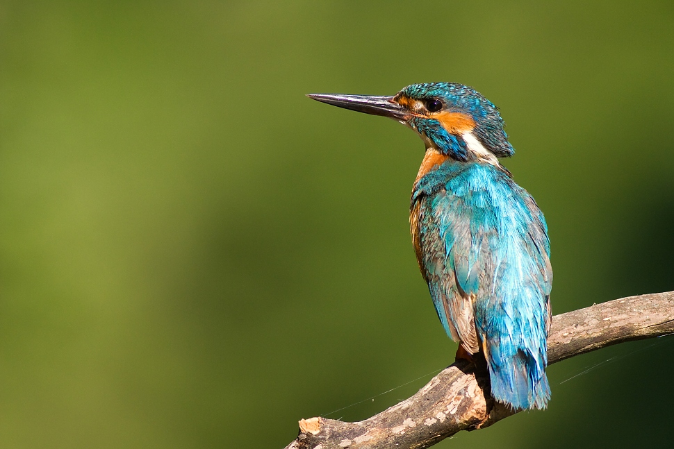 rybarik riecny alcedo atthis