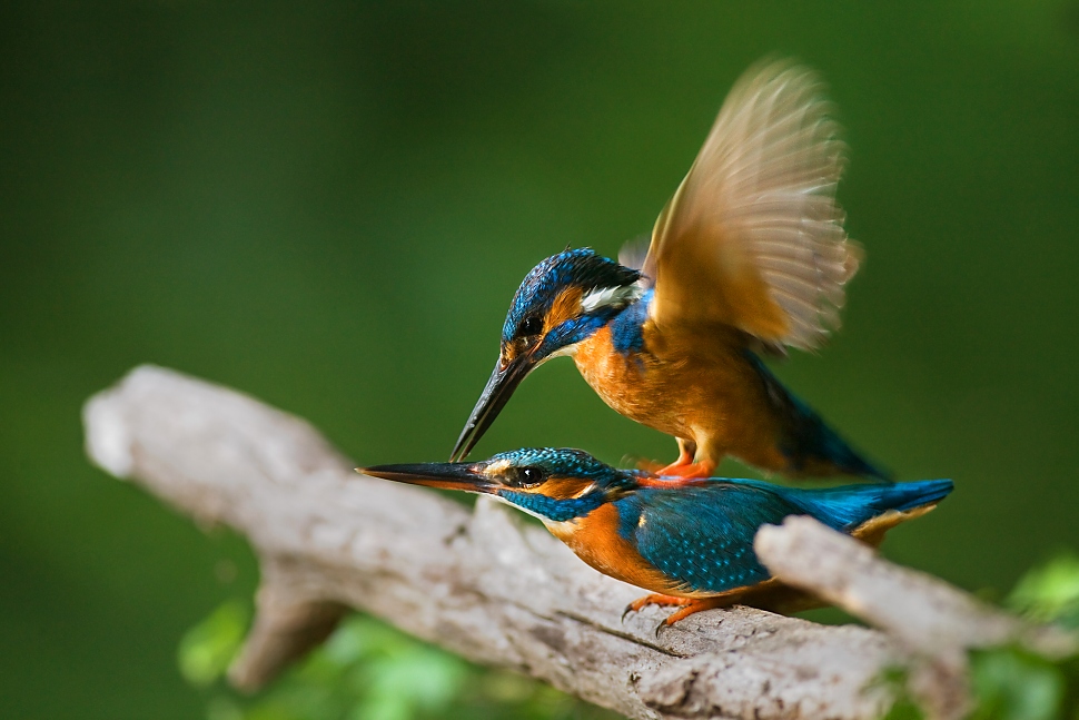 rybarik riecny parenie