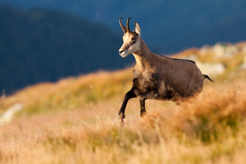 Kamzík vrchovský tatranský (Rupicapra rupicapra tatrica)