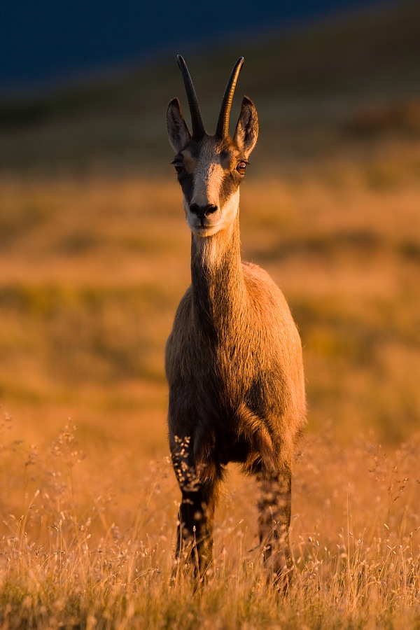 Kamzík vrchovský tatranský (Rupicapra rupicapra tatrica)