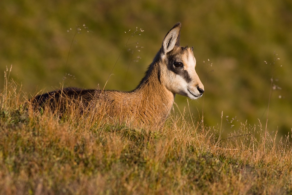 Kamzík vrchovský tatranský (Rupicapra rupicapra tatrica)