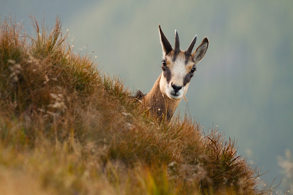 Kamzík vrchovský tatranský (Rupicapra rupicapra tatrica)