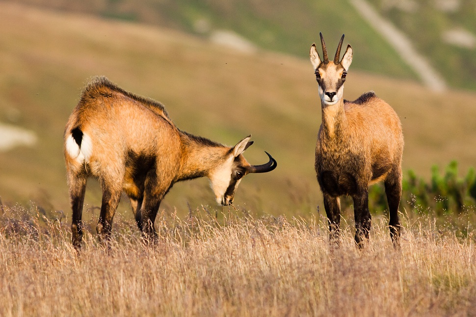 Kamzík vrchovský tatranský (Rupicapra rupicapra tatrica)