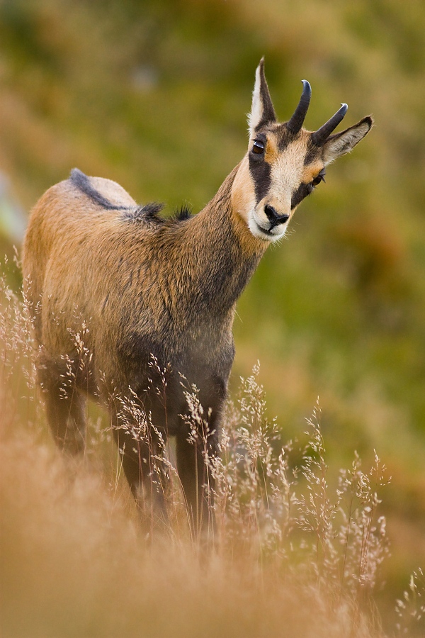 Kamzík vrchovský tatranský (Rupicapra rupicapra tatrica)