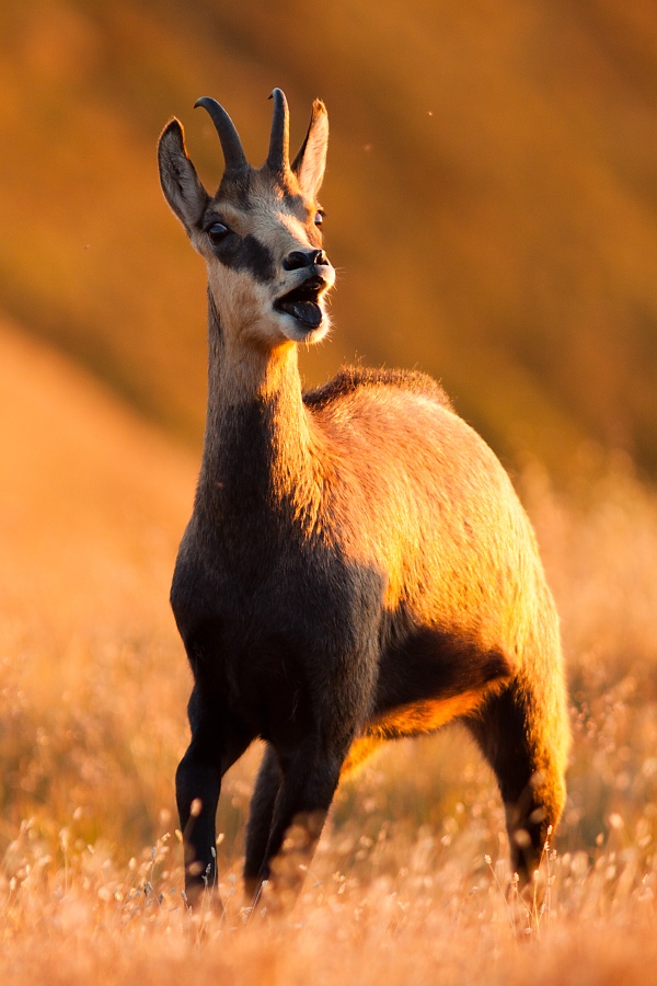 Kamzík vrchovský tatranský (Rupicapra rupicapra tatrica)