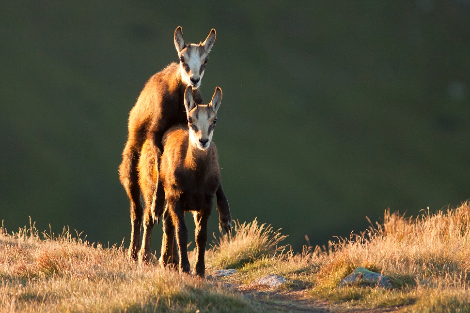 Kamzík vrchovský tatranský (Rupicapra rupicapra tatrica)