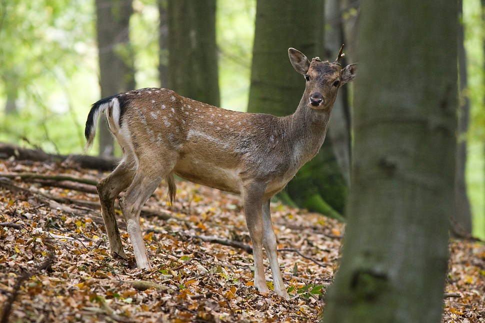 daniel skvrnity dama dama