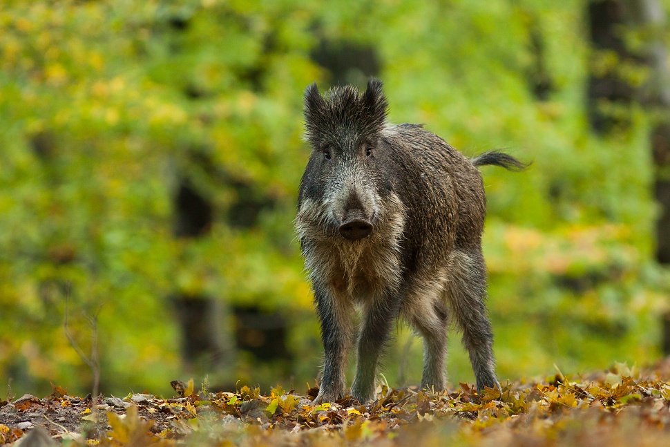 diviak lesny sus scrofa