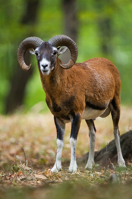 muflon lesny ovis musimon