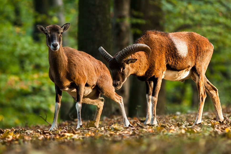 muflon lesny ovis musimon