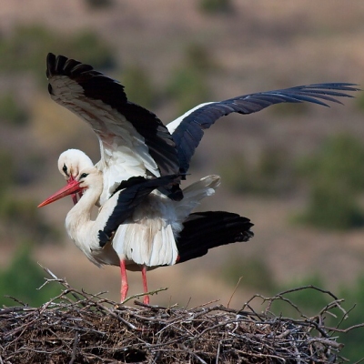 Bocian biely (Ciconia ciconia)