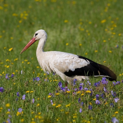 Bocian biely (Ciconia ciconia)